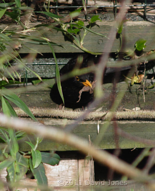 Blackbird male clears leaves from possible nest site, 12 April