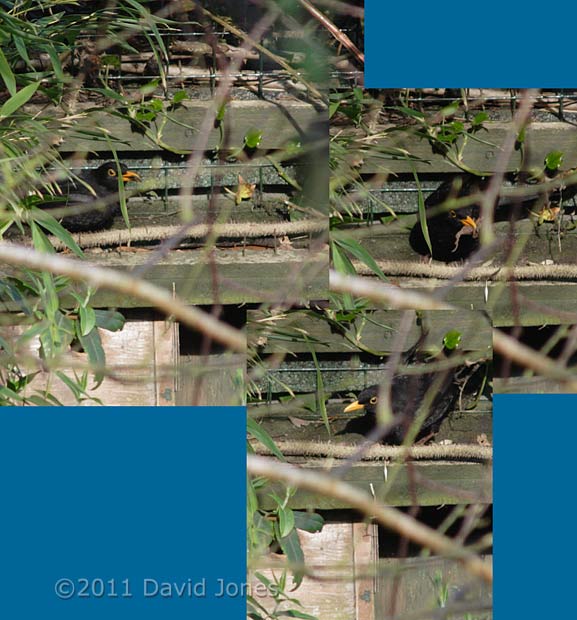 Blackbird male clears leaves from possible nest site - 2, 12 April