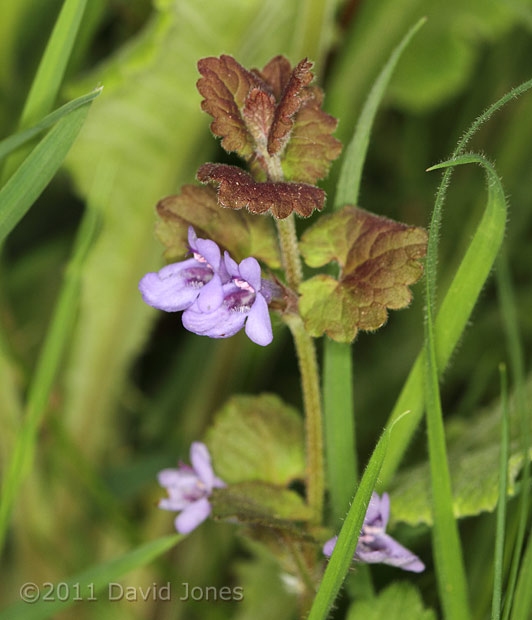 First Ground Ivy flowers seen here this year, 12 April