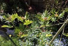 Rowan - lower branch with inflorescences of flower buds, 12 April