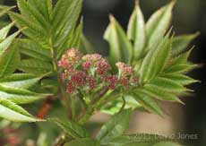 Rowan flower buds, 12 April