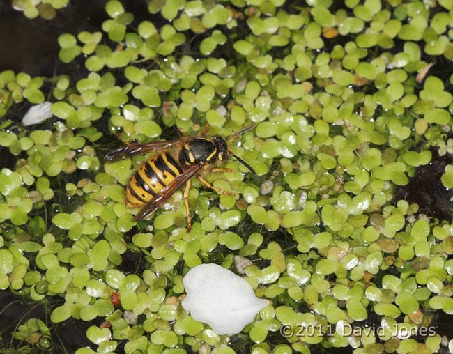 Wasp collects water from pond, 12 April