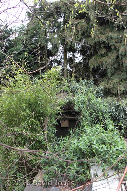 Great Tit nest box seen from roof of workshop shed, 14 April