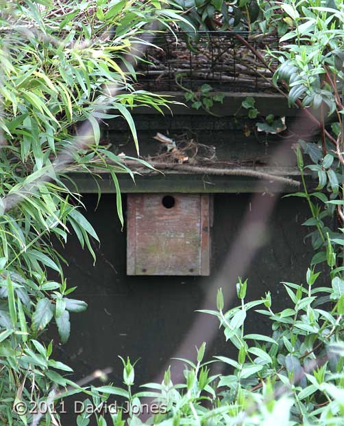 Great Tit nest box seen from roof of workshop shed - cropped image, 14 April