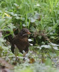 Female Blackbird with twig, 15 April