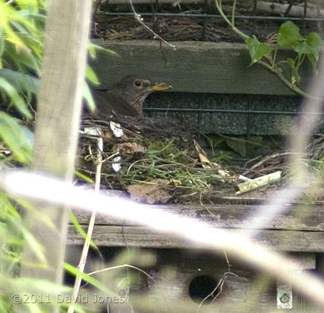 Blackbird female in her partly built nest, 16 April