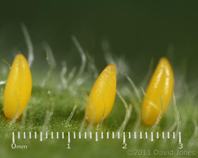 Eggs (ladybird?) on underside of  Red Campion leaf, 16 April
