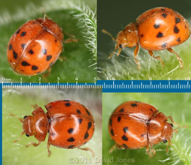 24-spot Ladybird on Red Campion plant, 16 April