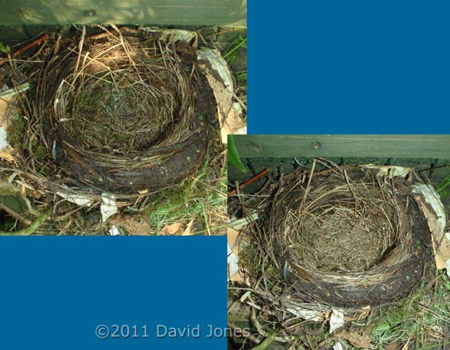 Blackbirds' nest at 7.30am and 5.30pm, 17 April
