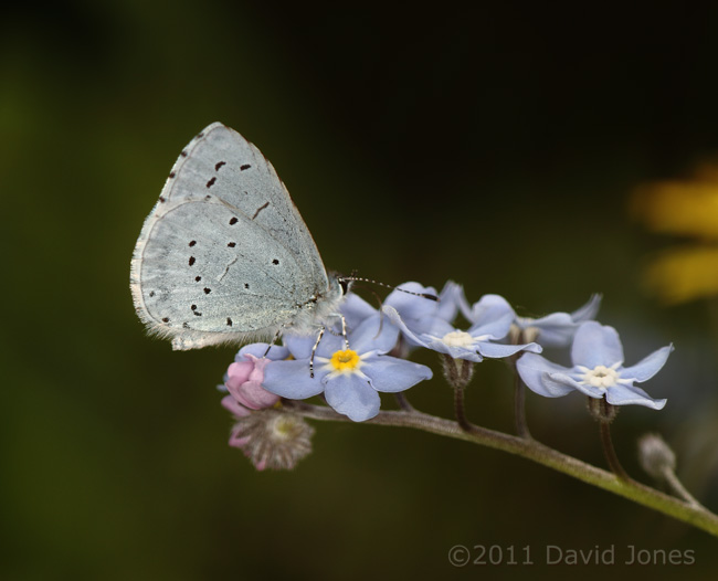 Holly Blue Butterfly on Forget-me-not - 1, 17 April