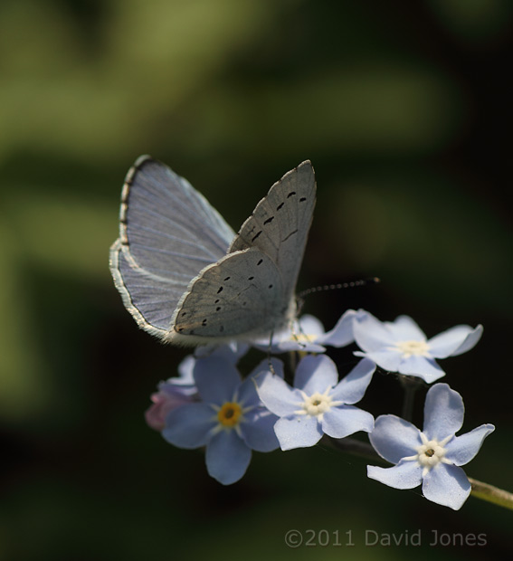 Holly Blue Butterfly on Forget-me-not - 2, 17 April