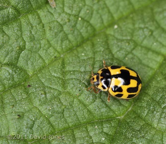 14-spot Ladybird on Stinging Nettle, 17 April