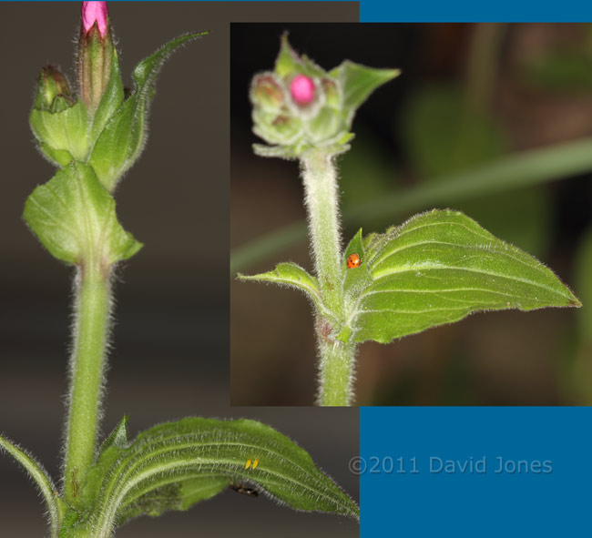 24-spot Ladybird and eggs on Red Campion plant, 17 April