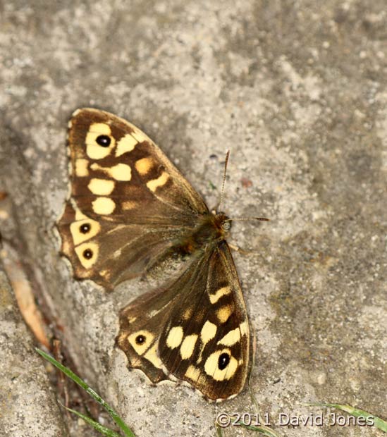 Speckled Wood Butterfly on path, 17 April