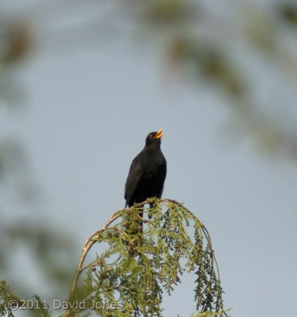 The male Blackbird sings in the morning sunshine, 18 April