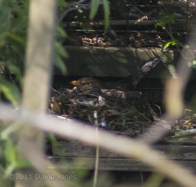 Female Blackbird sits in her completed nest at 10.40am, 18 April