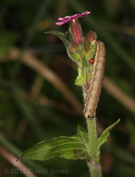 Caterpillar and 24-spot Ladybird on Red Campion at 10.30pm, 17 April