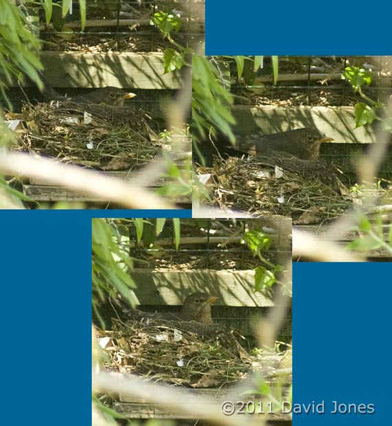 Blackbird at the moment of egg-laying  at 10.40am, 19 April