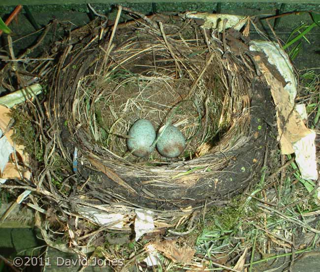 Blackbirds' nest with two eggs, 19 April