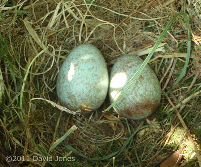 Blackbirds' nest with two eggs - close-up, 19 April