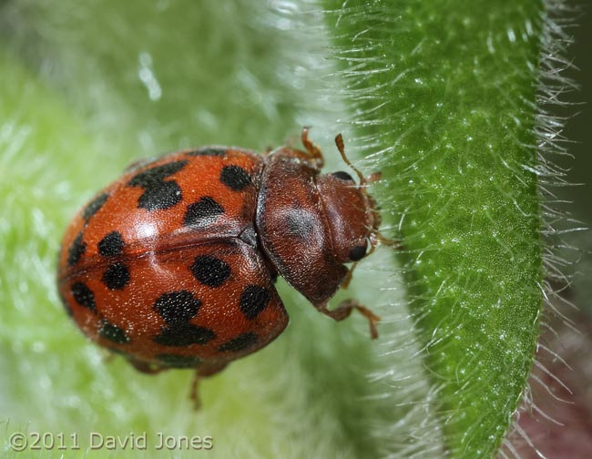 24-Spot Ladybird on Red Campion leaf, 19 April
