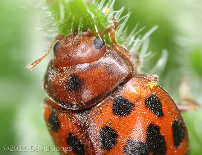 24-Spot Ladybird feeding on Red Campion leaf, 19 April
