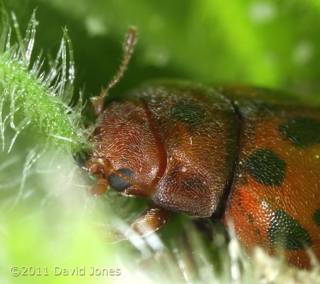 24-Spot Ladybird feeding on Red Campion leaf - showing hairy covering, 19 April