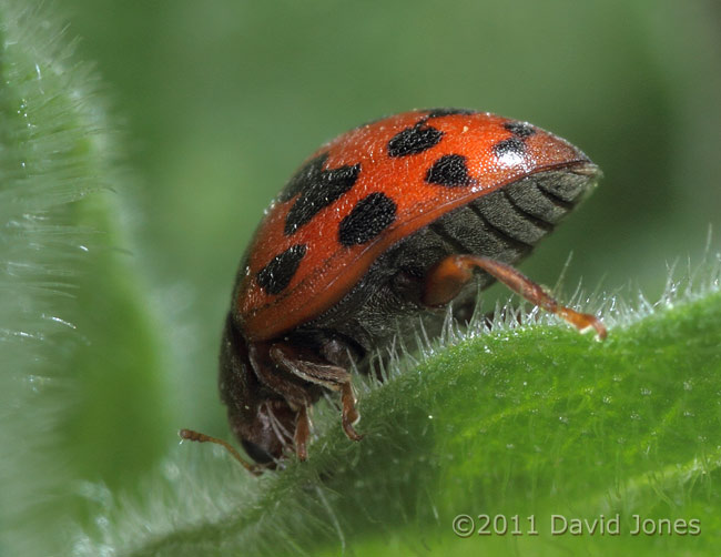 24-Spot Ladybird feeding on Red Campion leaf - showing underside, 19 April