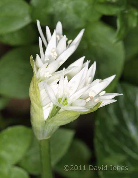 First Wild Garlic flowers of the year - 1, 20 April