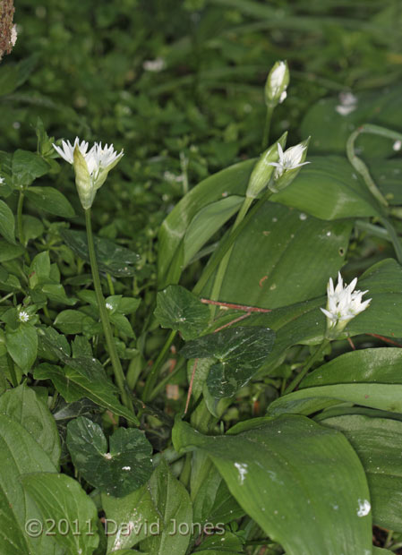 First Wild Garlic flowers of the year - 2, 20 April