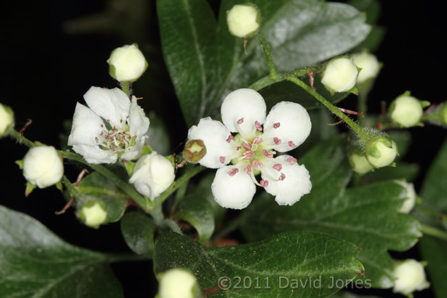 First Hawthorn flowers of the year, 20 April