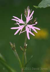 First Ragged Robin to flower this year, 25 April