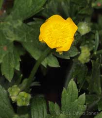 First Field Buttercup flowers, 28 April
