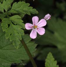 Herb Robert comes into flower, 27/28 April