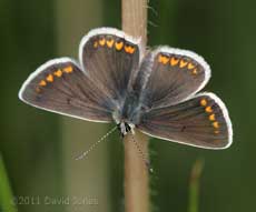 The first Common Blue butterfly recorded in the garden, 29 April