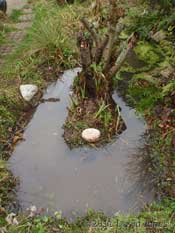 The big pond - shallow end cleared for spawning, 5 February