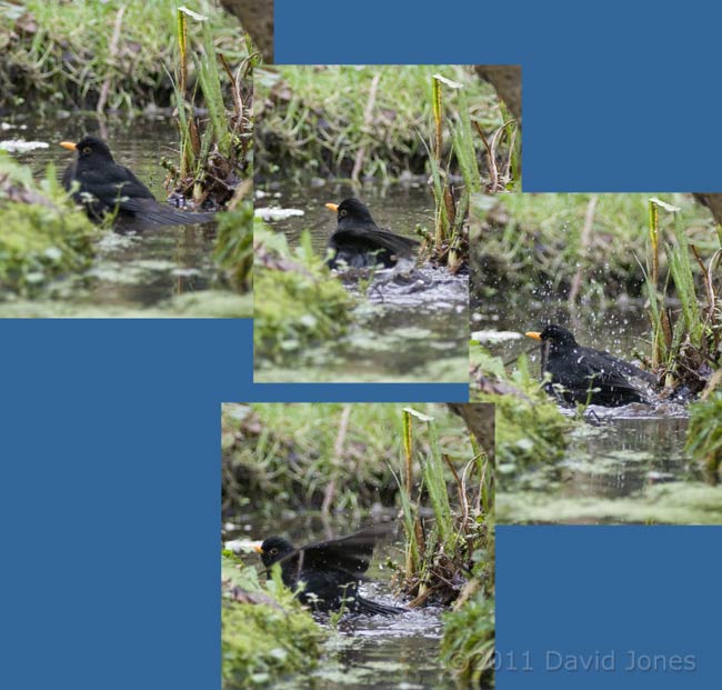 Male Blackbird bathes in pond (1), 7 February