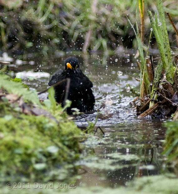 Male Blackbird bathes in pond (2), 7 February
