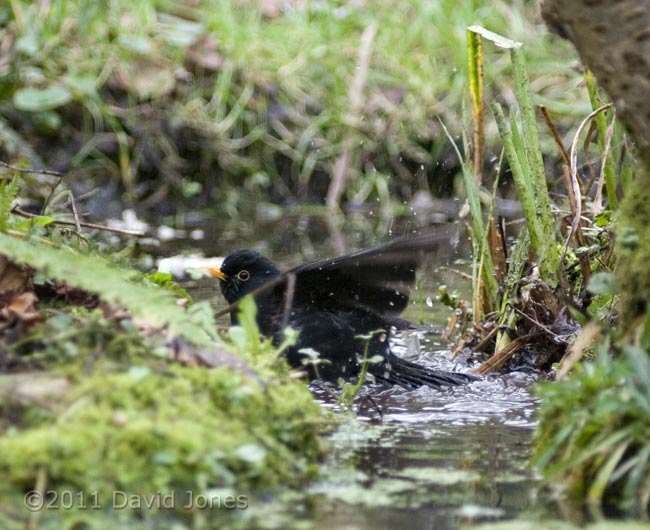 Male Blackbird bathes in pond (3), 7 February