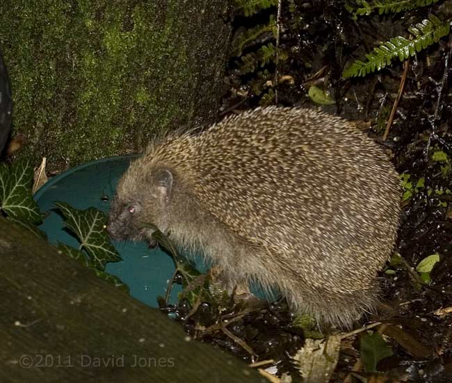 First hedgehog sighting of the year, 15 February