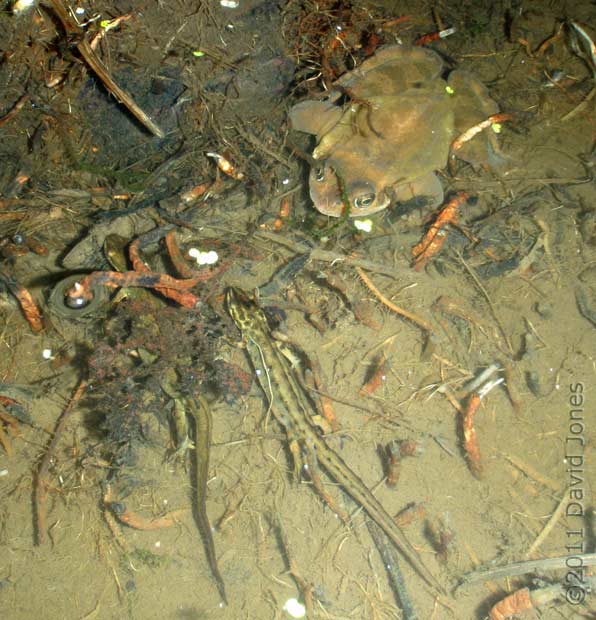Newts and a submerged frog in shallow water, 19 February