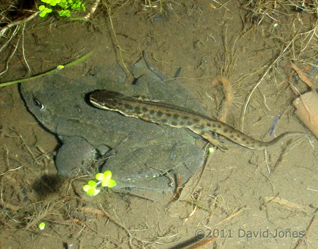 A Smooth Newt male swims over a submerged Common Frog, 19 February