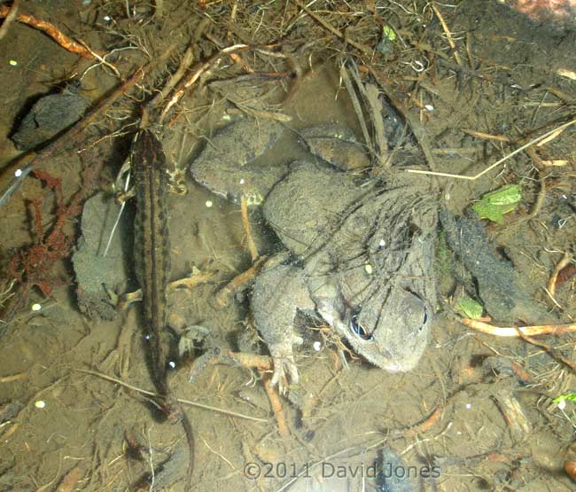 Male Common Newt next to submerged Common Frog, 19 Febfuary