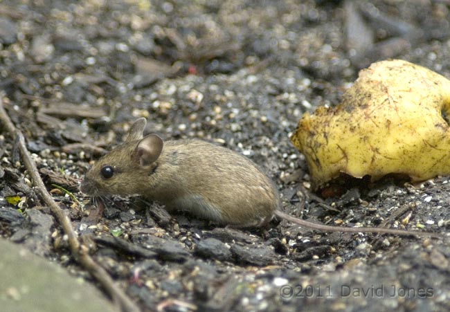 Mouse under bird feeders 1, 20 February