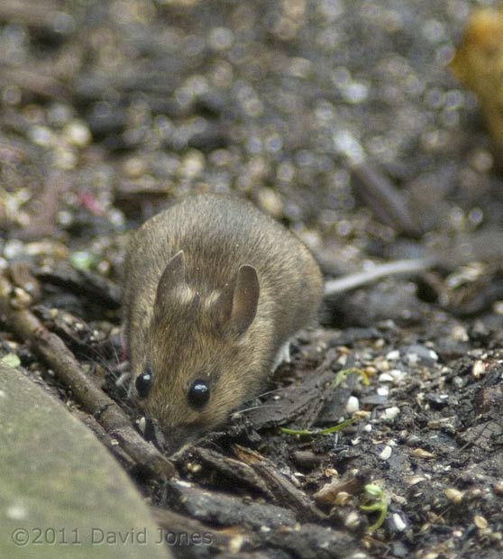 Mouse under bird feeders - 2, 20 February