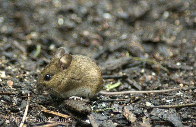 Wood Mouse feeding, 21 February
