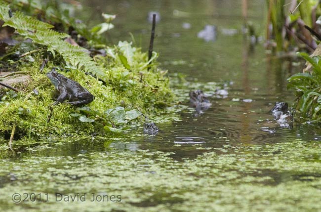 Frog activity in the big pond this morning, 23 February
