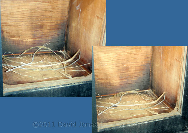 Great Tit nestbox, showing movement of straw, 24 February