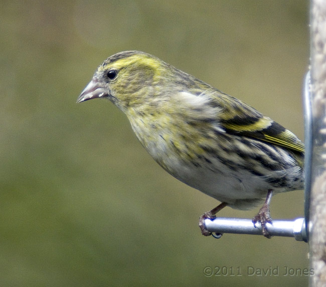 Female Siskin at sunflower feeder - 2, 24 February