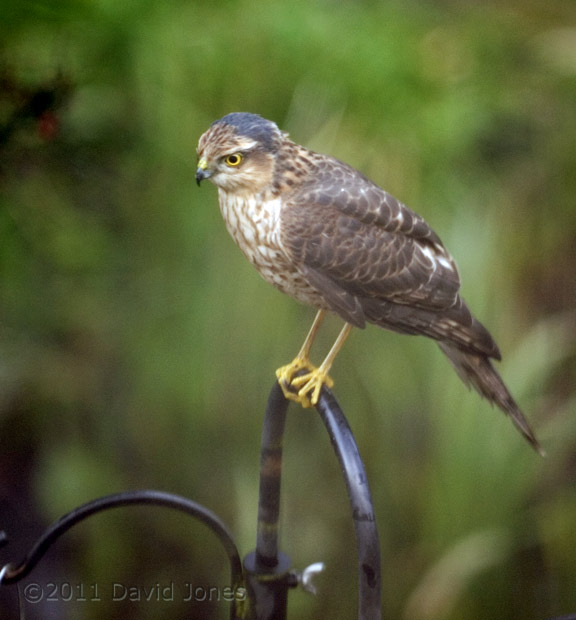 Sparrowhawk female after heavy rain - 1, 26 February
